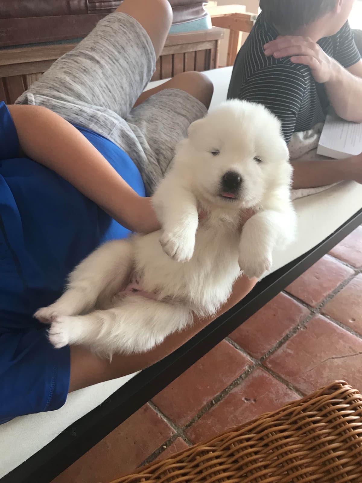 Samoyed Puppies breeder image 39