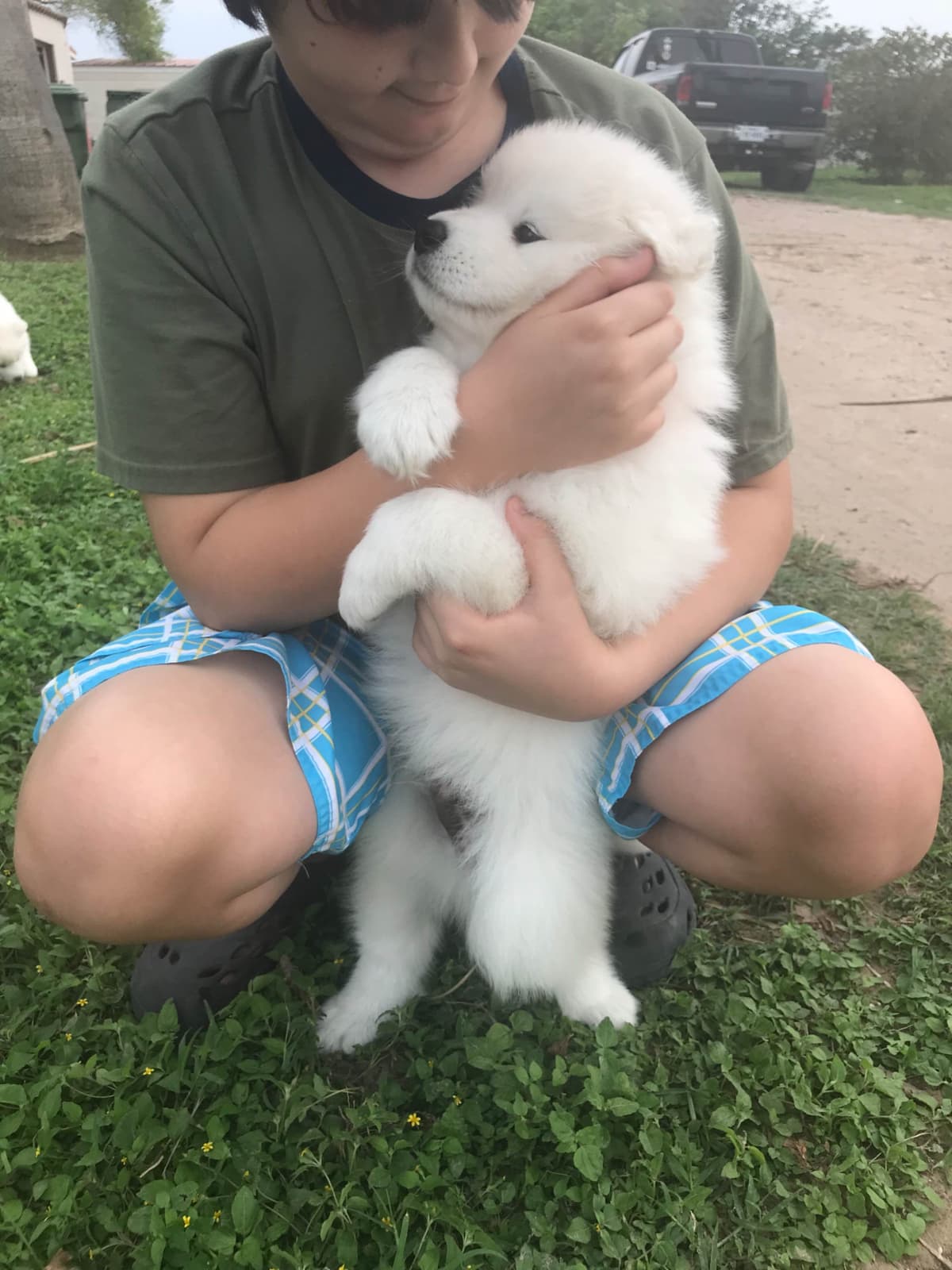 Samoyed Puppies breeder image 41
