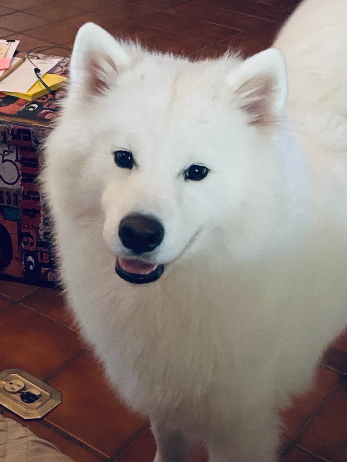 Samoyed Puppies breeder image 43