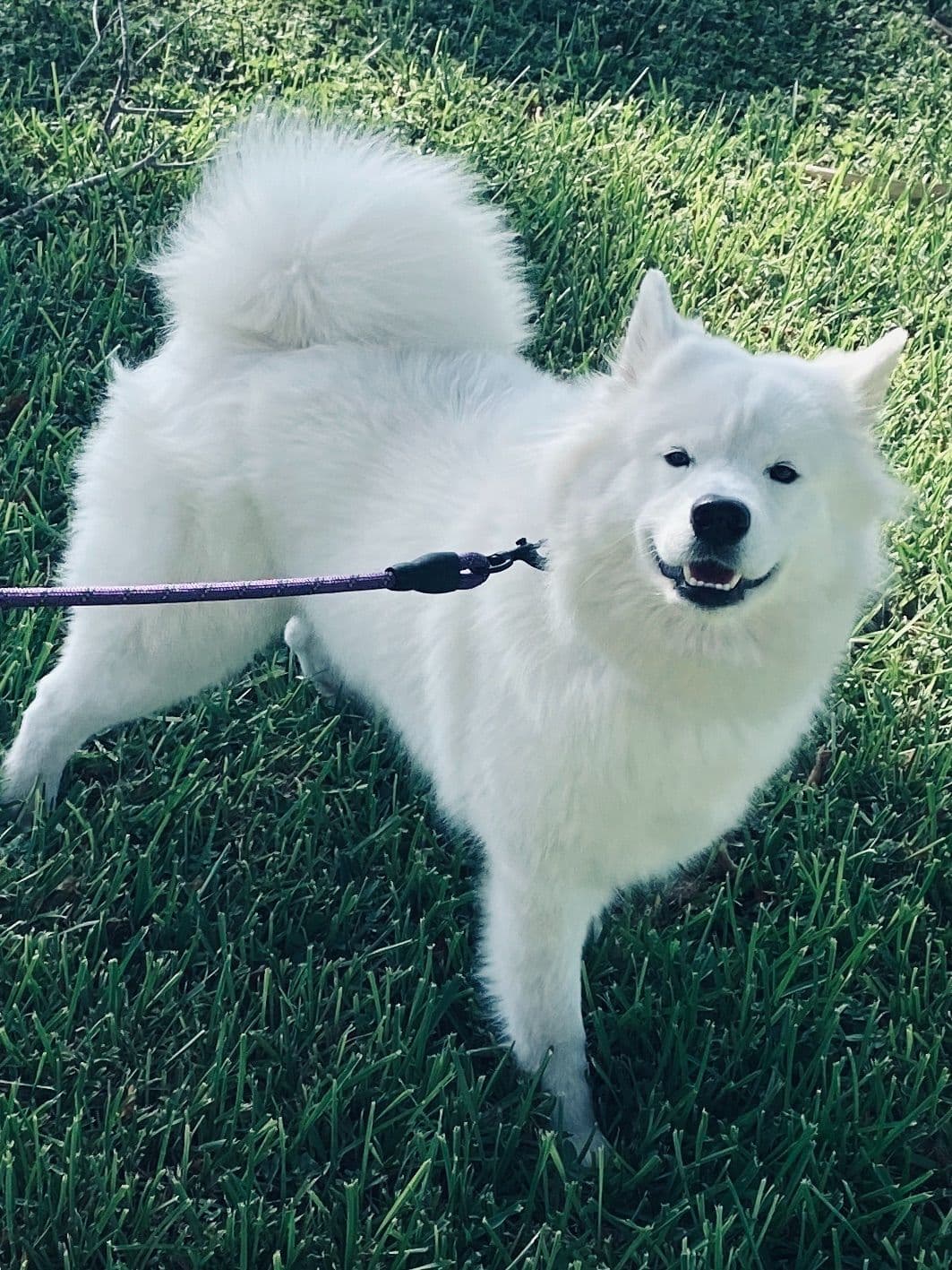 Samoyed Puppies breeder image 42