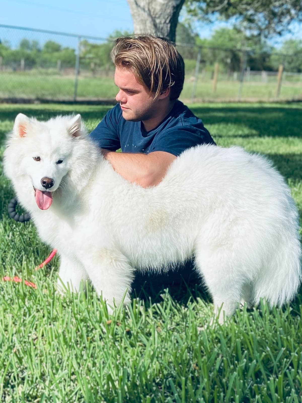 Samoyed Puppies breeder image 40