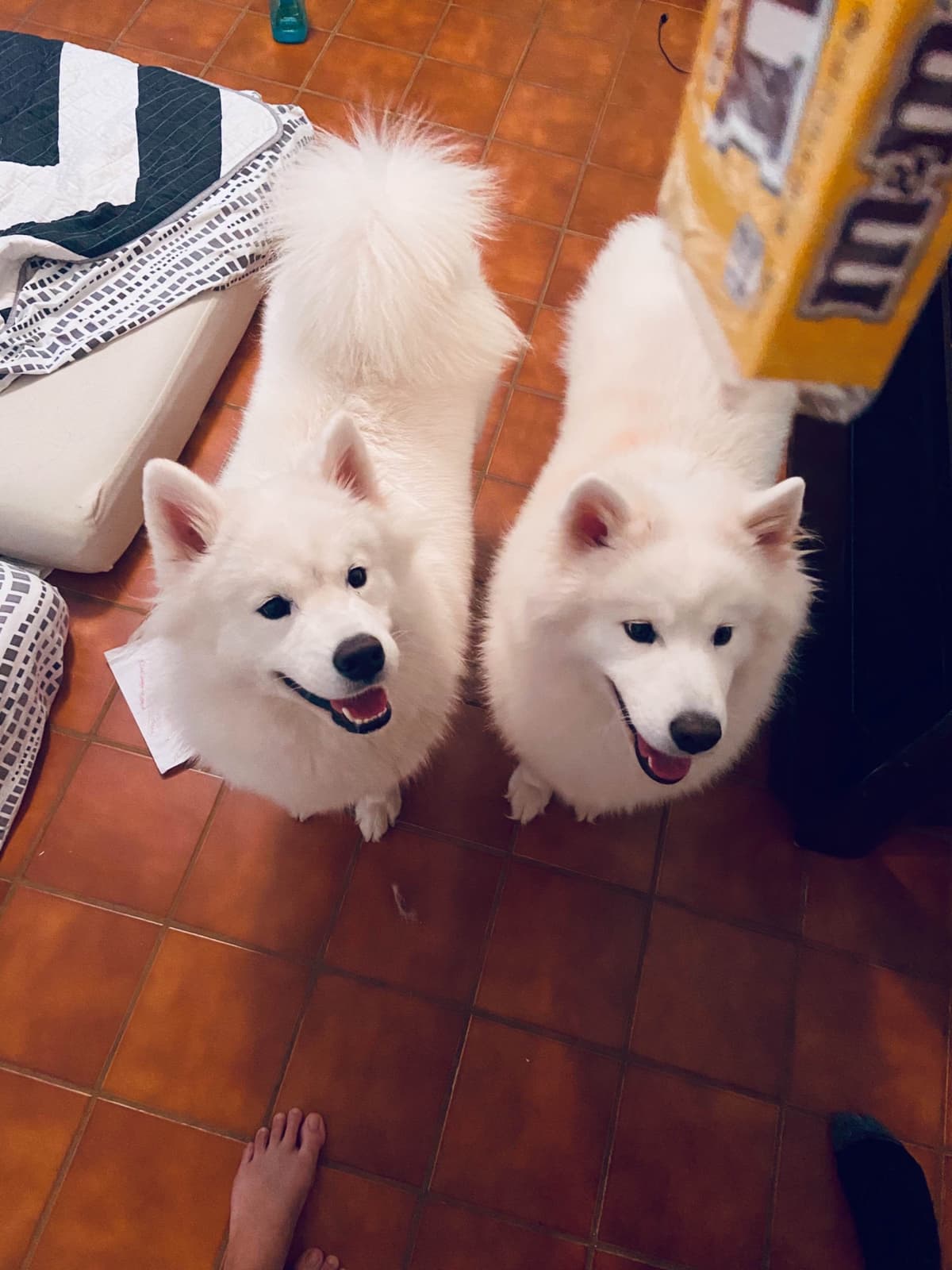 Samoyed Puppies breeder image 44