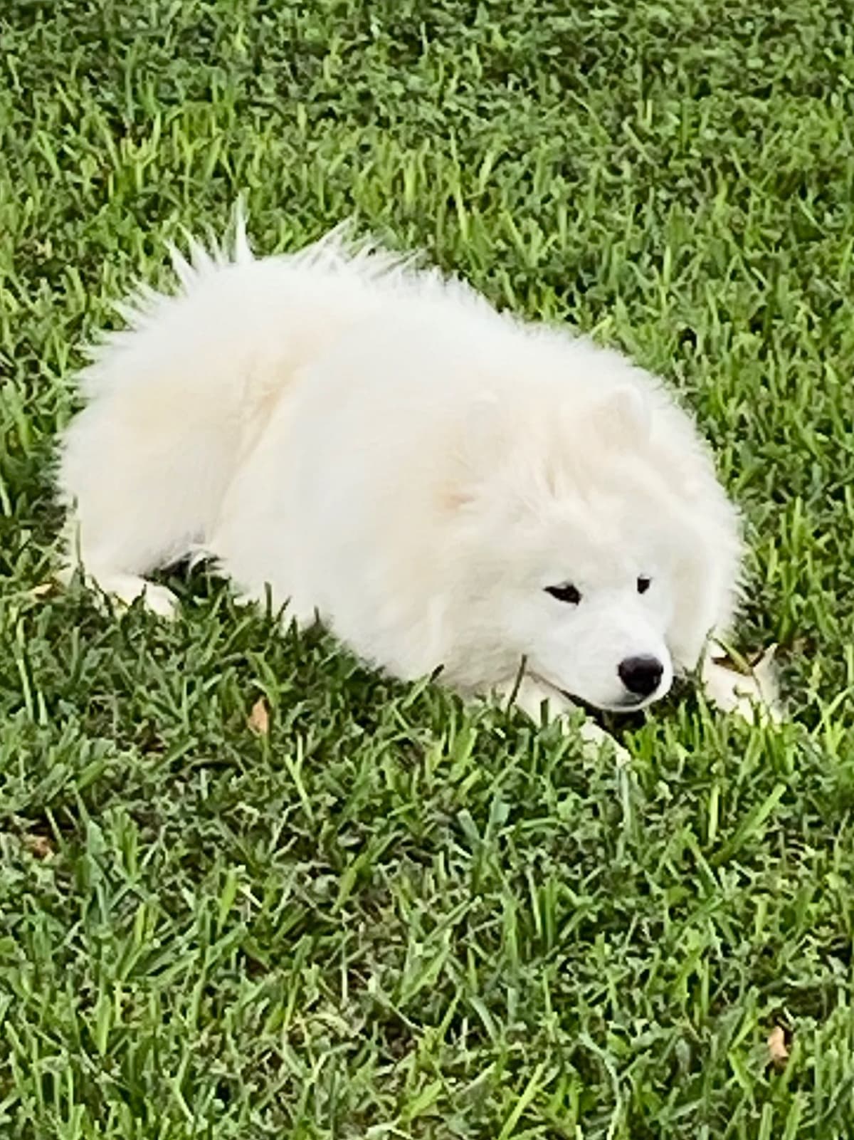 Samoyed Puppies breeder image 45