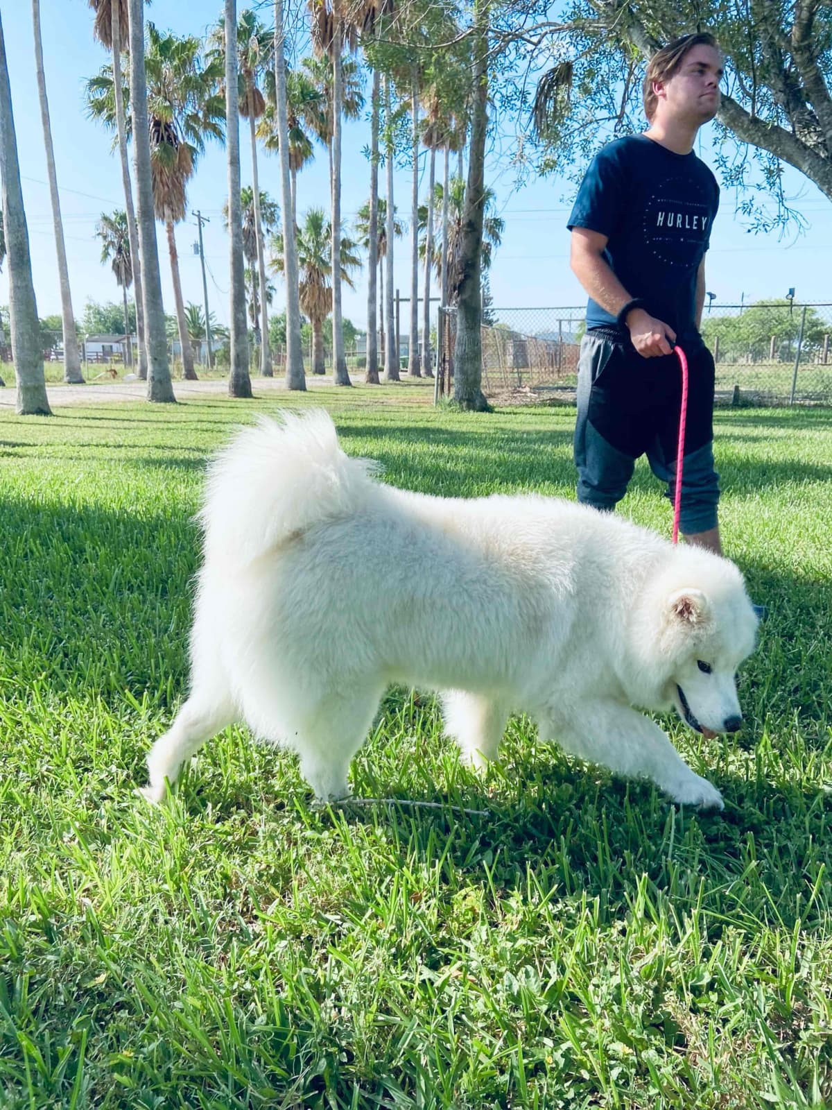 Samoyed Puppies breeder image 47