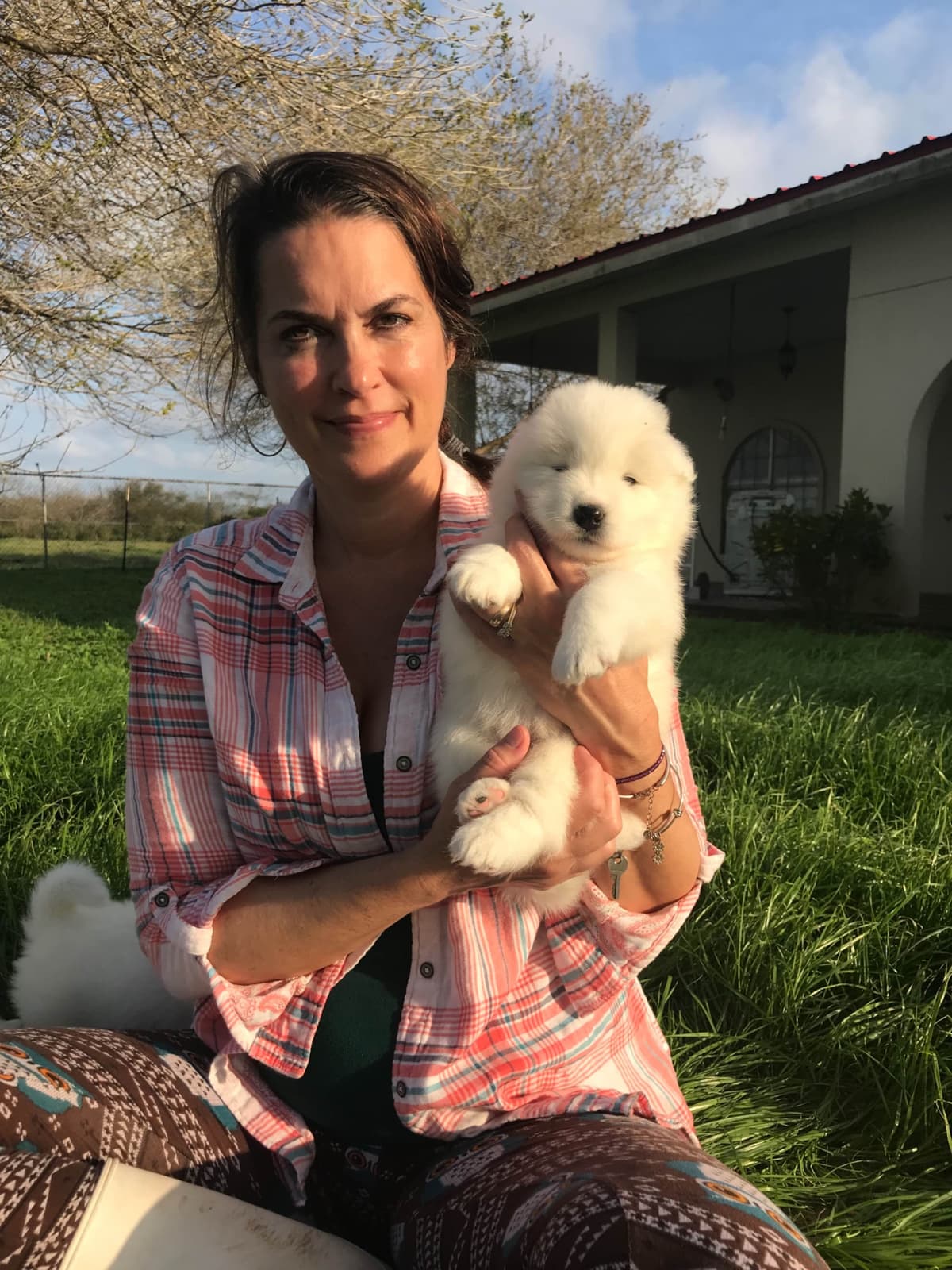 Samoyed Puppies breeder image 48