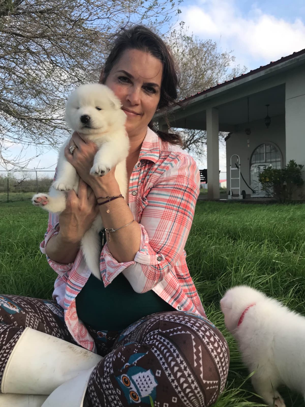Samoyed Puppies breeder image 49