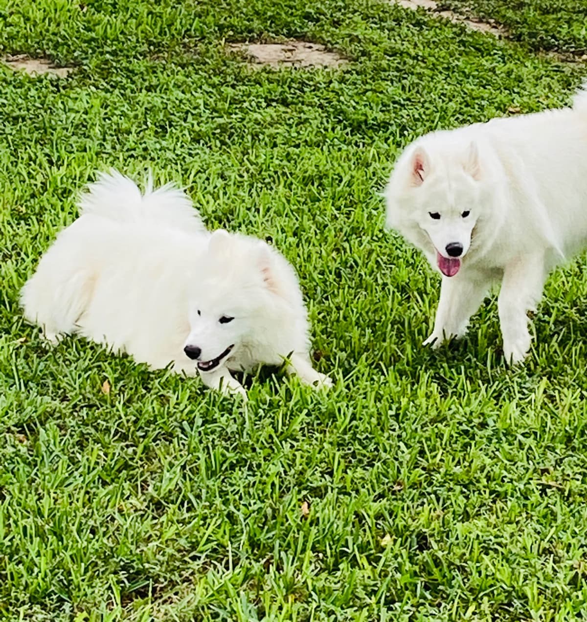 Samoyed Puppies breeder image 50