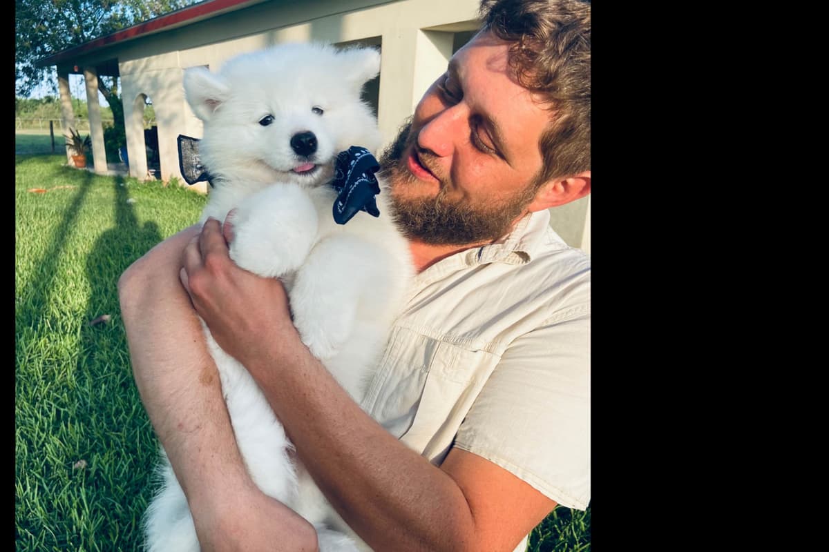 Samoyed Puppies breeder image 51