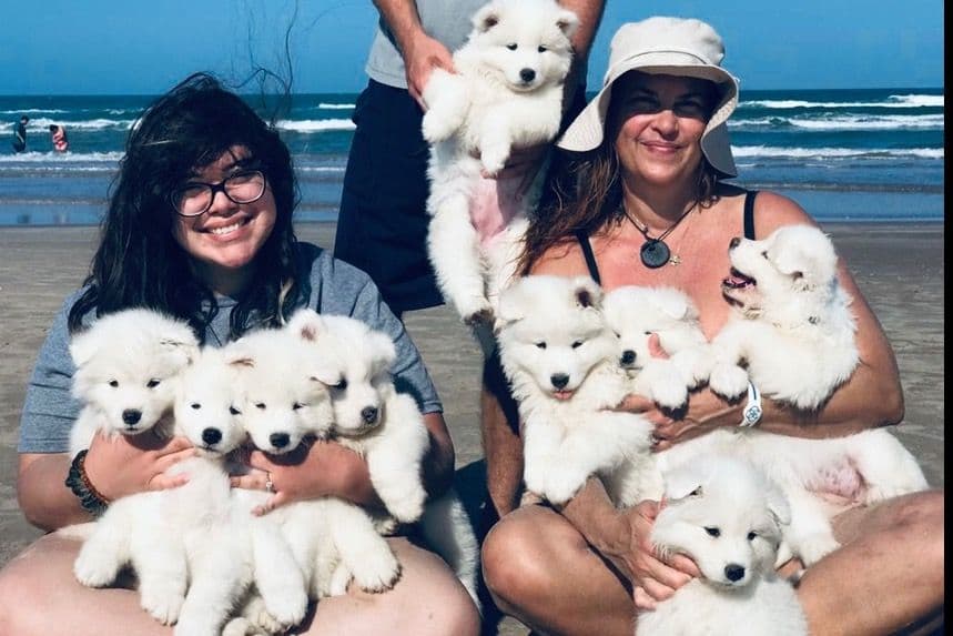 Samoyed Puppies breeder image 1