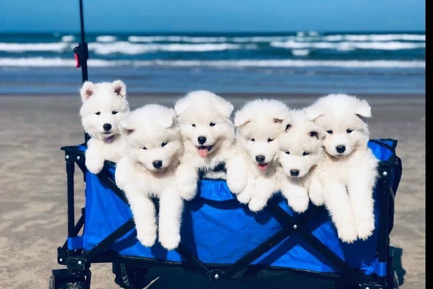 Samoyed Puppies breeder image 56