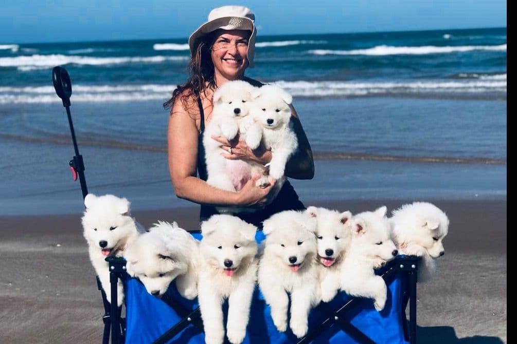 Samoyed Puppies breeder image 57