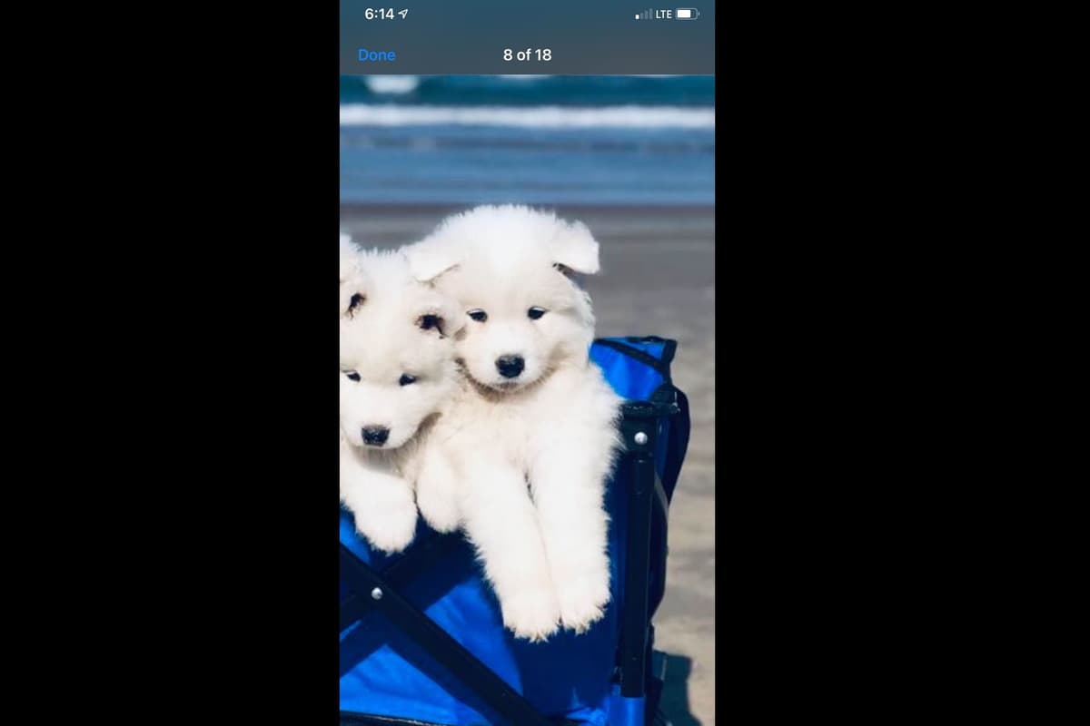 Samoyed Puppies breeder image 58