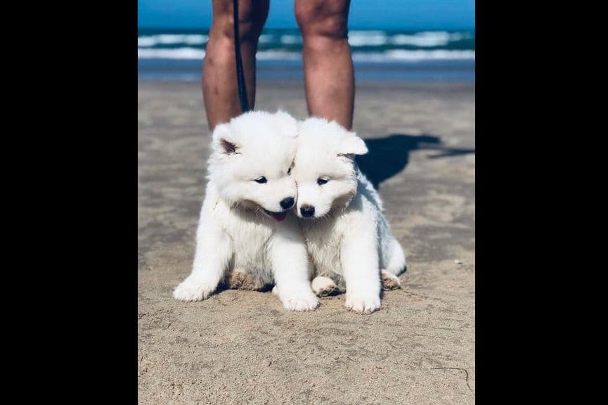 Samoyed Puppies breeder image 60