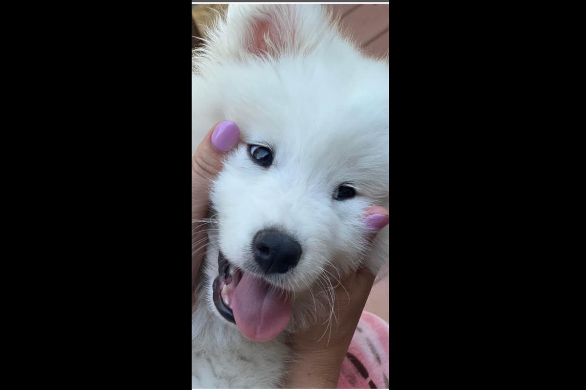 Samoyed Puppies breeder image 61