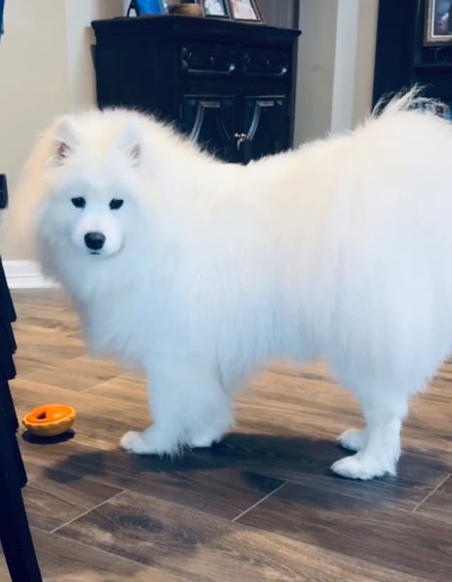 Samoyed Puppies media 5