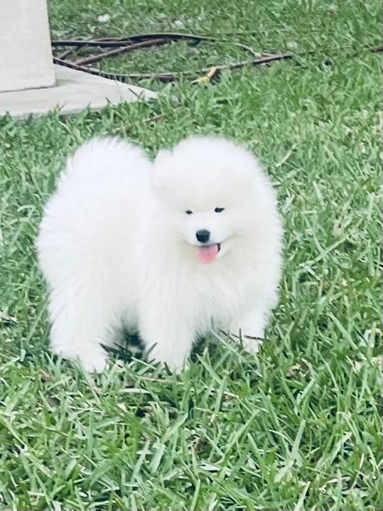 Samoyed Puppies media 6