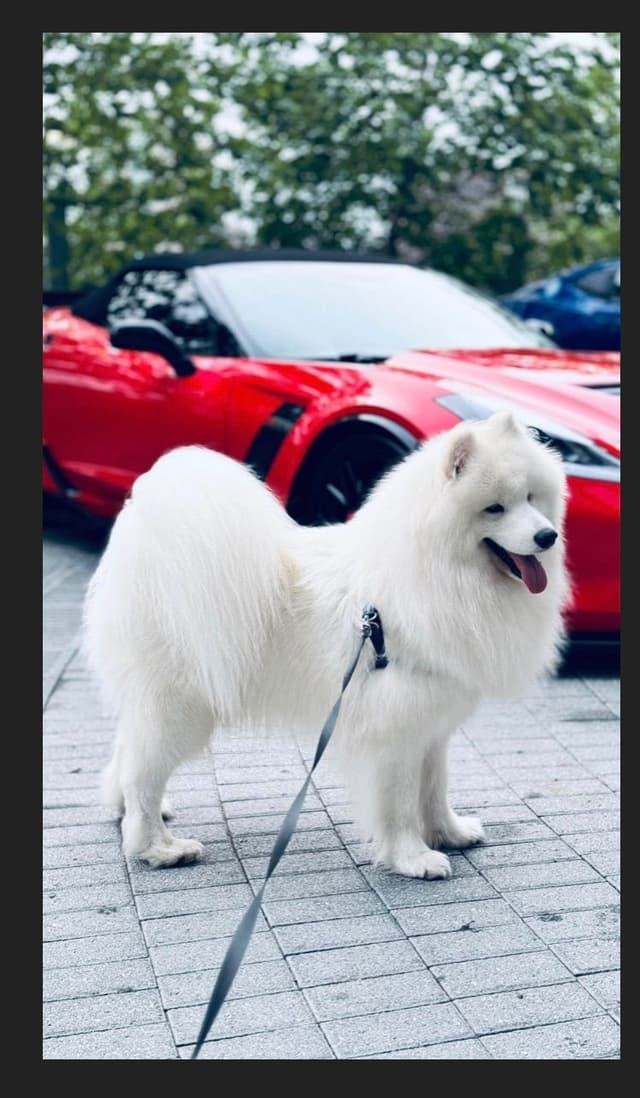 Samoyed Puppies media 7