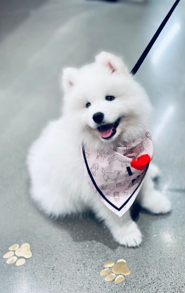 Samoyed Puppies media 9