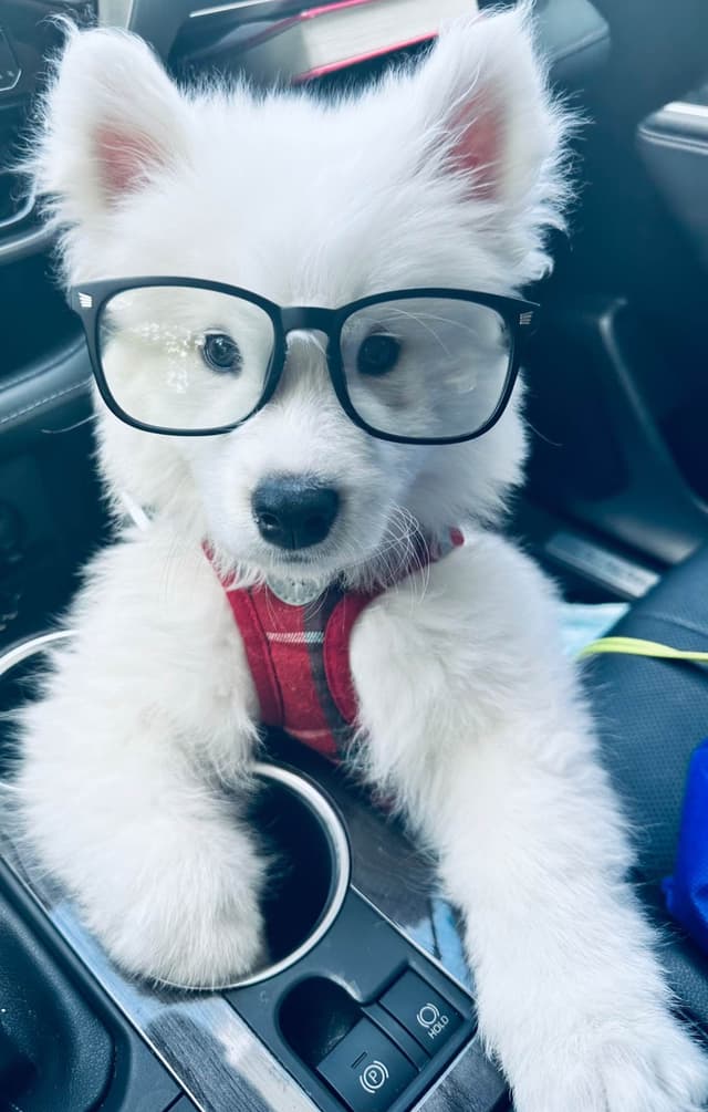 Samoyed Puppies media 10