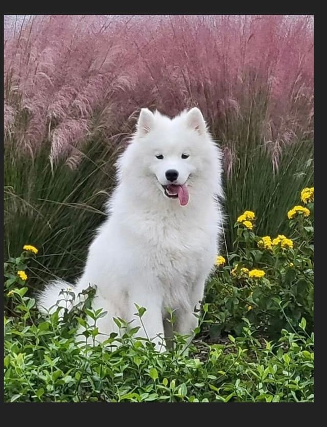 Samoyed Puppies media 12