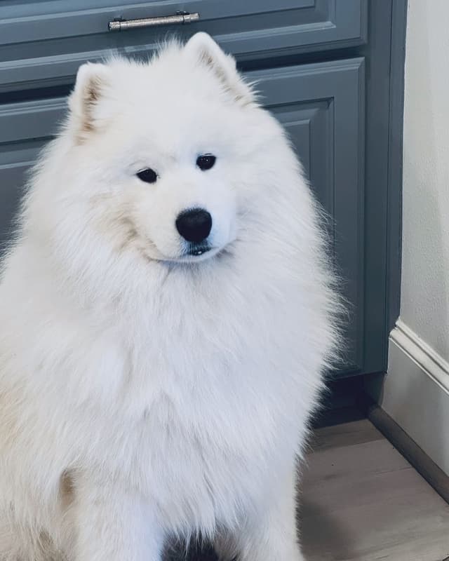 Samoyed Puppies media 11