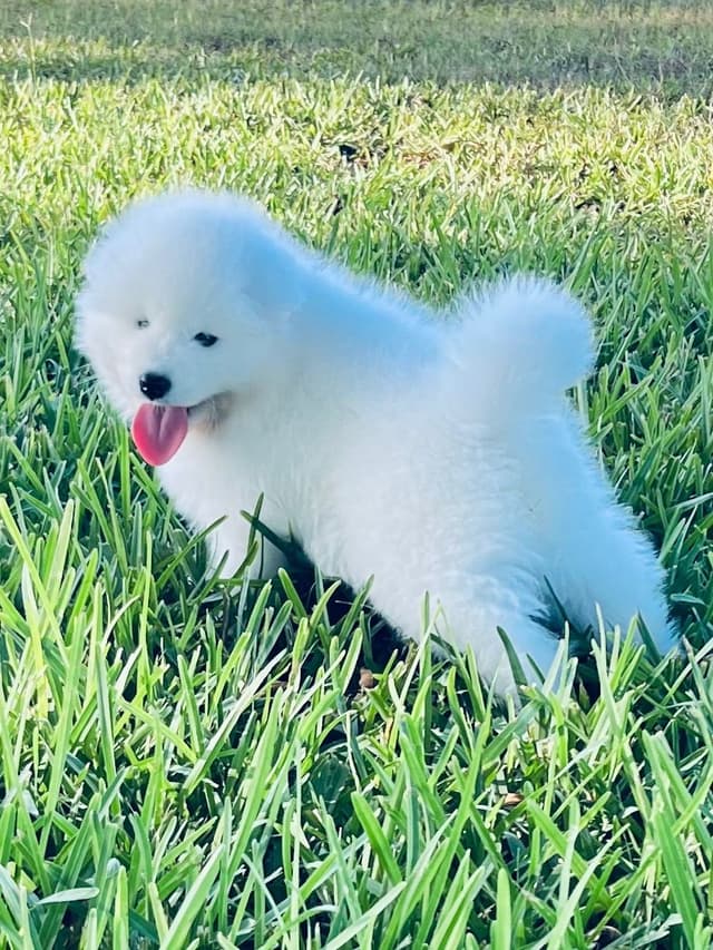 Samoyed Puppies media 15