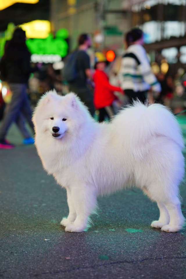 Samoyed Puppies media 16