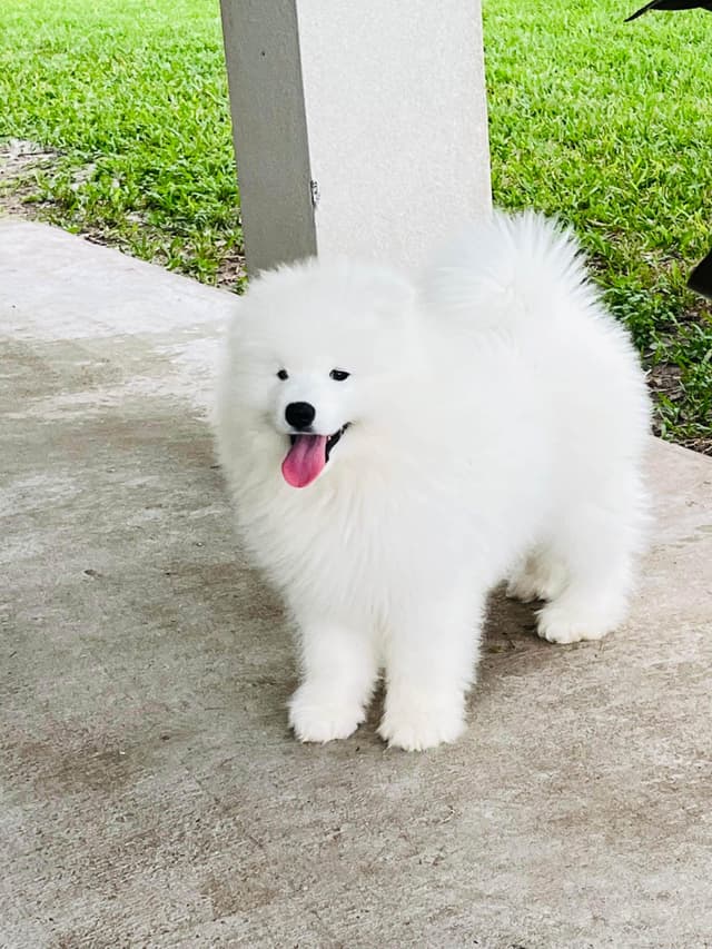 Samoyed Puppies media 18