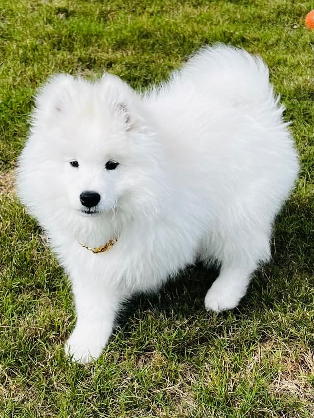 Samoyed Puppies media 17