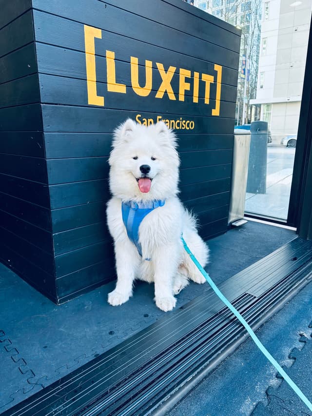 Samoyed Puppies media 19
