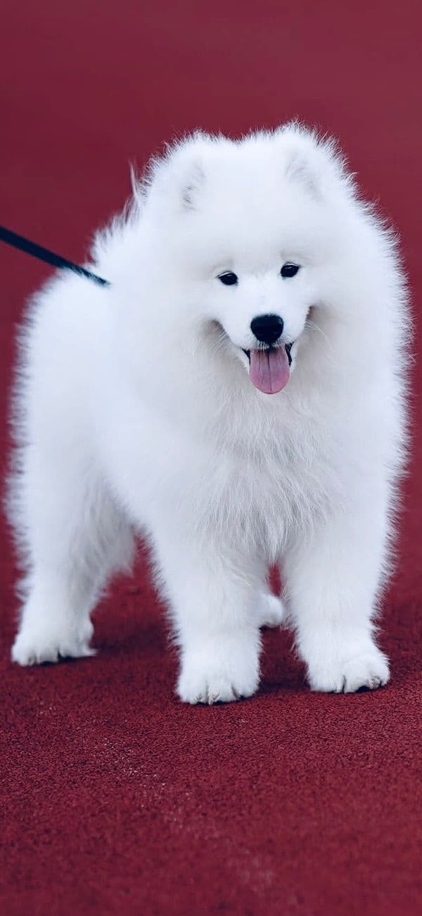 Samoyed Puppies media 2