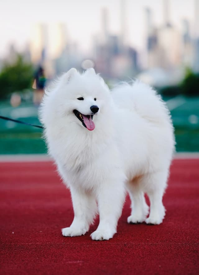Samoyed Puppies media 4