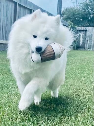 Samoyed Puppies media 20