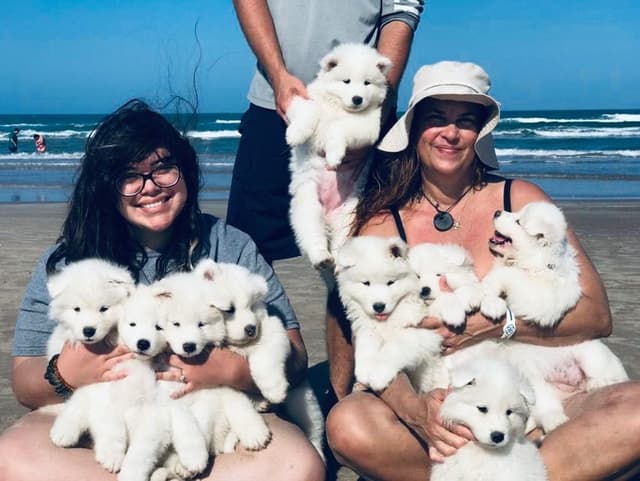 Samoyed Puppies media 23