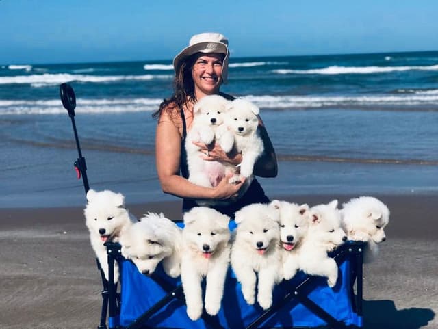 Samoyed Puppies media 21