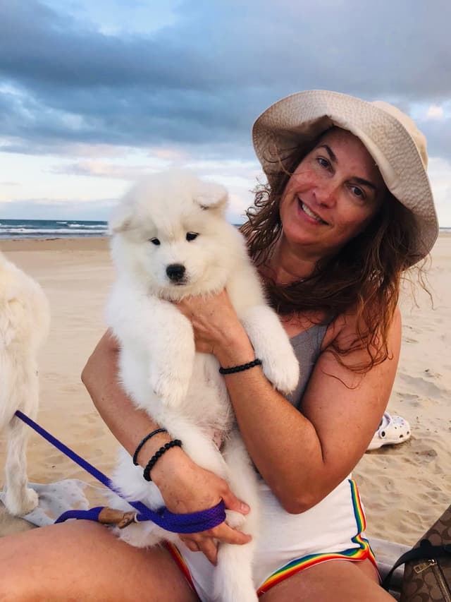 Samoyed Puppies media 22