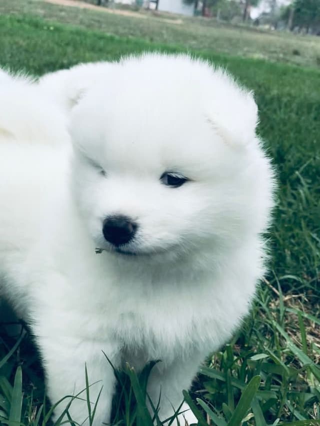 Samoyed Puppies media 24