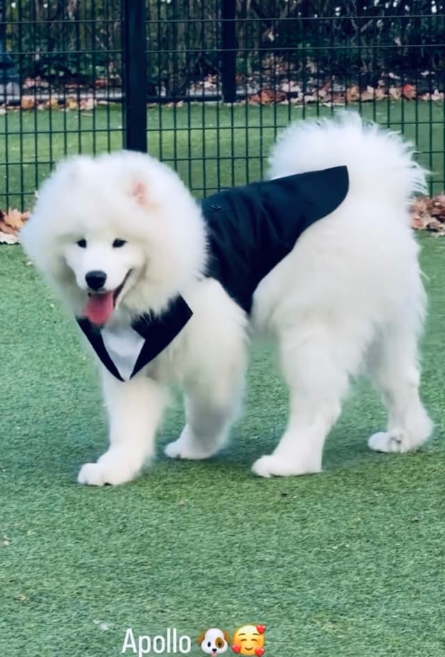 Samoyed Puppies media 26