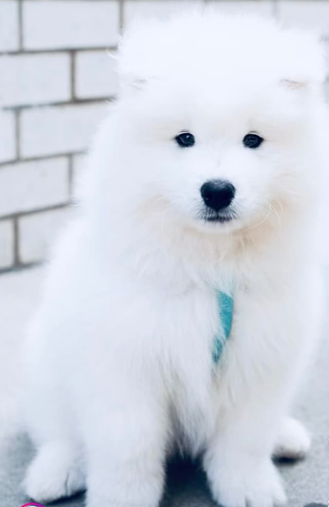 Samoyed Puppies media 25