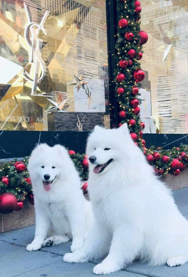 Samoyed Puppies media 27