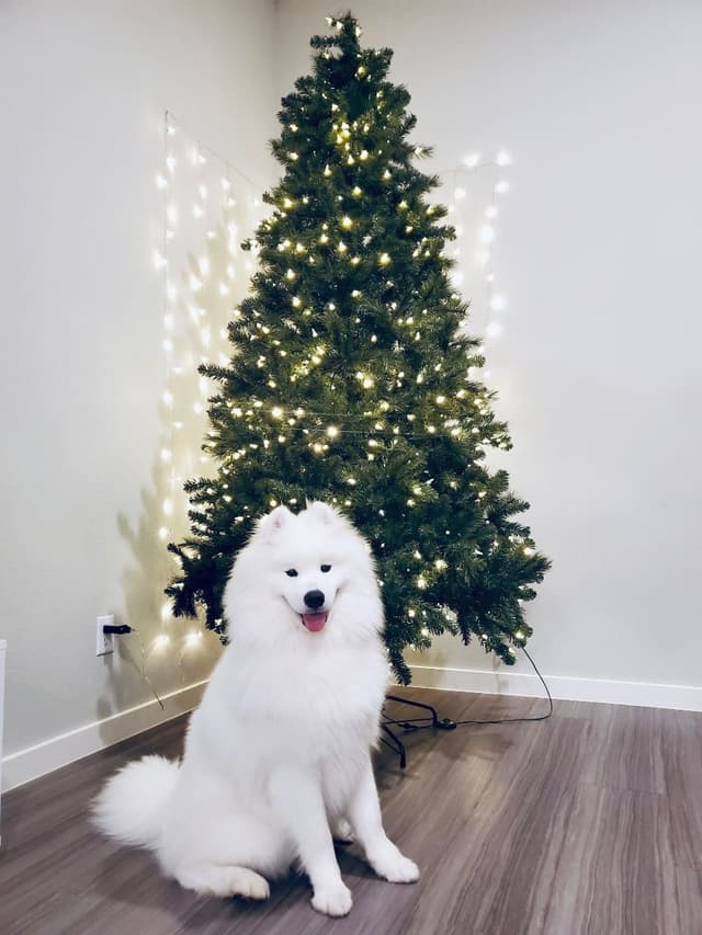 Samoyed Puppies media 29