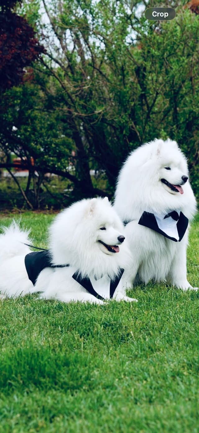Samoyed Puppies media 30