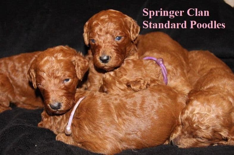 Yorkshire Terrier Puppies breeder image 13