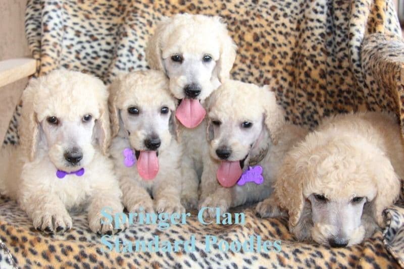 Yorkshire Terrier Puppies breeder image 17