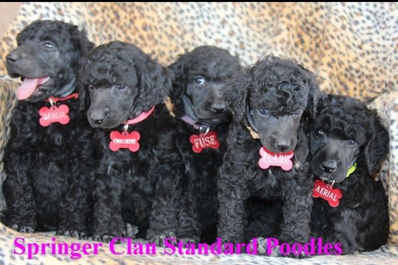 Yorkshire Terrier Puppies breeder image 18