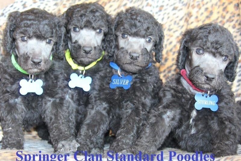 Yorkshire Terrier Puppies breeder image 19