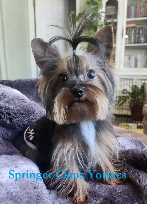 Yorkshire Terrier Puppies media 6