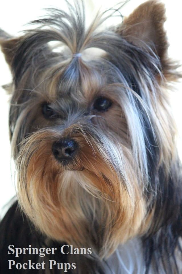 Yorkshire Terrier Puppies media 5