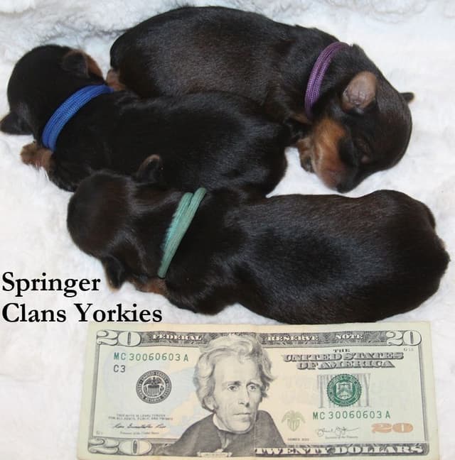 Yorkshire Terrier Puppies media 7