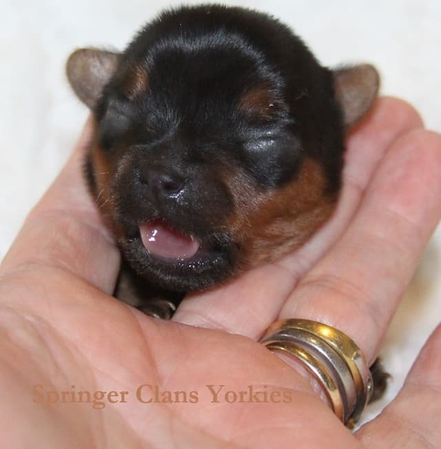 Yorkshire Terrier Puppies media 10
